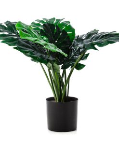 green foliage plant in pot